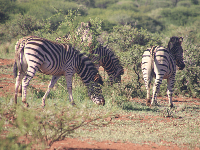 An image of a destination named Ruaha National Park posted on Forbhic Travel website.