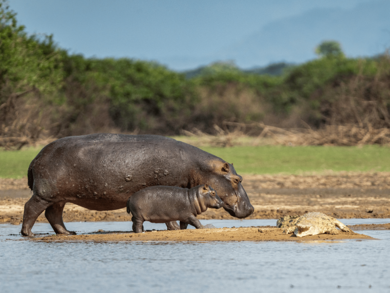An image of a destination named Selous Game Reserve posted on Forbhic Travel website.