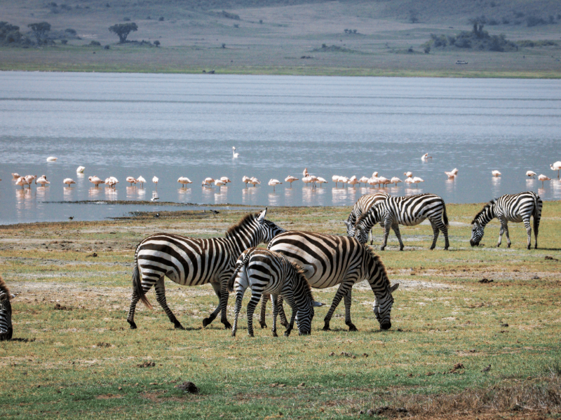An image of a destination named Lake Manyara posted on Forbhic Travel website.
