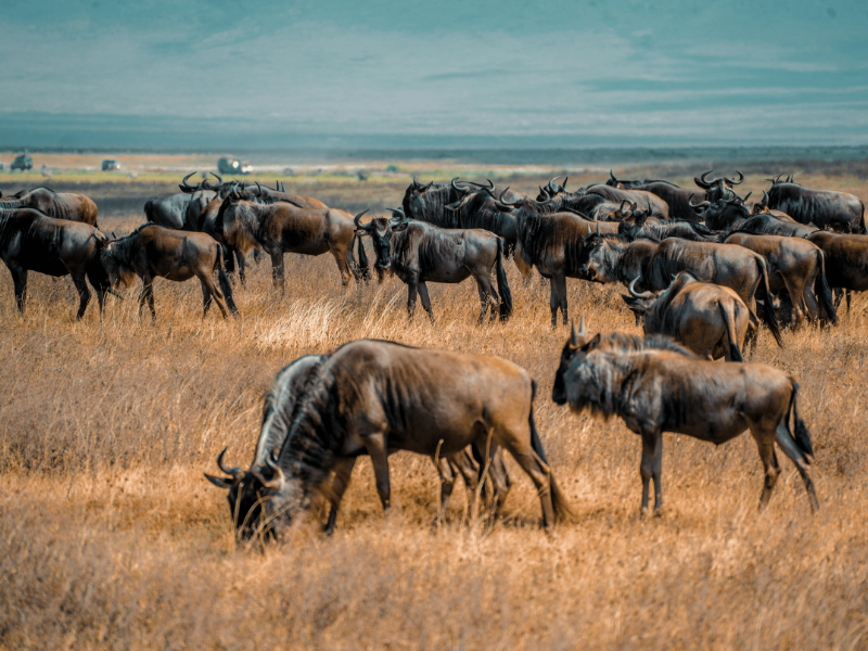An image of a destination named Ngorongoro Crater posted on Forbhic Travel website.