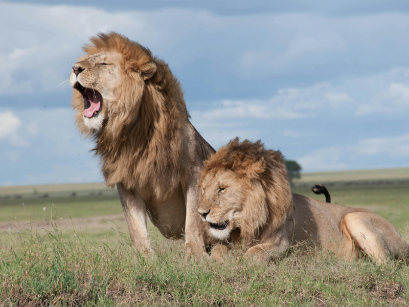 An image of a destination named Serengeti posted on Forbhic Travel website.