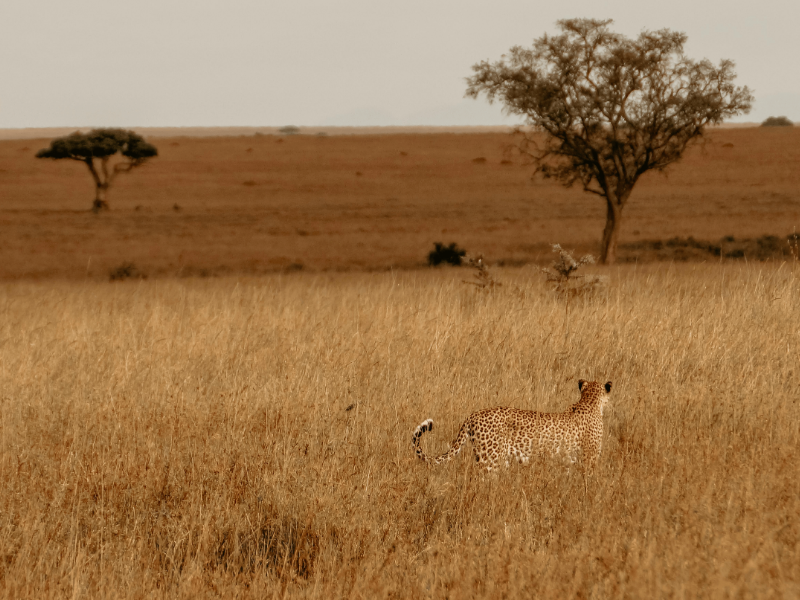 An image of a tour package on Forbhic Travel official website with a title that says Ruaha Big Cat Safari.