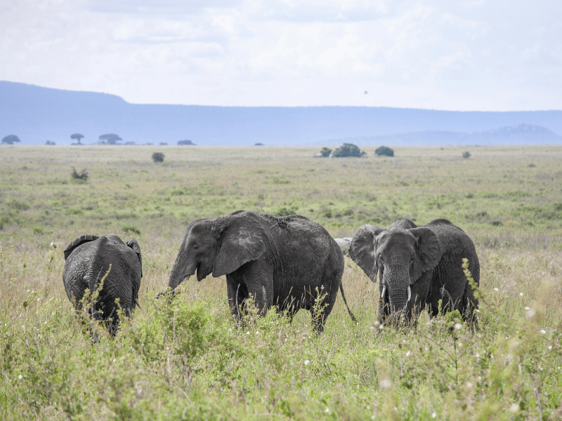 An image of a tour package on Forbhic Travel official website with a title that says Selous 3-Day Safari Expedition.