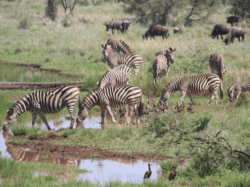 An image of a tour package on Forbhic Travel official website with a title that says Lake Manyara 2-Day Adventure.