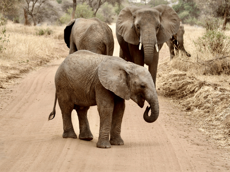 An image of a tour package on Forbhic Travel official website with a title that says Tarangire Elephant Safari.